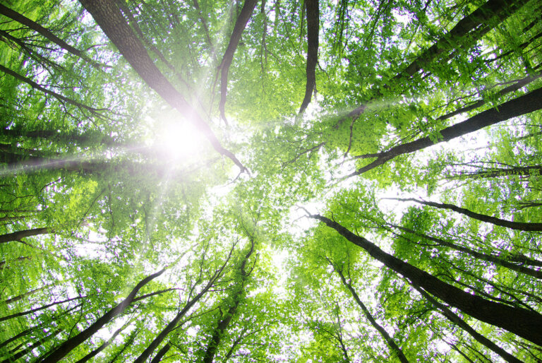 Les arbres forestiers